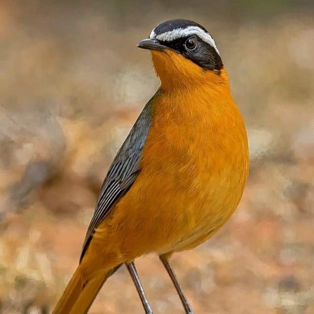 Kenya — Birding Paradise