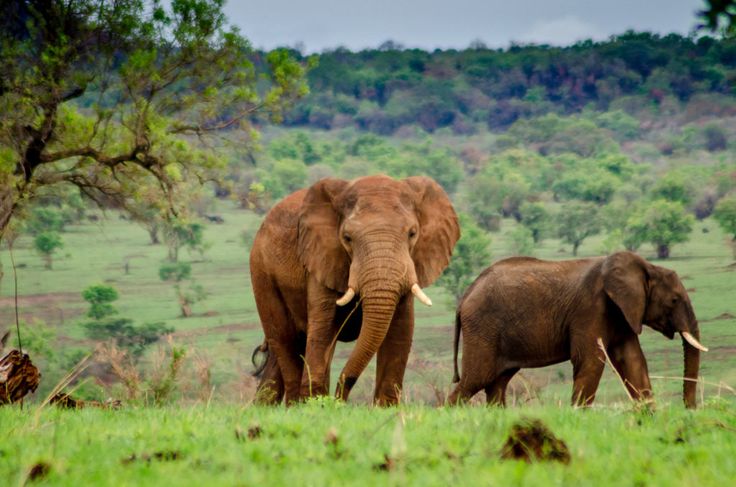 Kidepo Valley National Park Uganda S Hidden Gem The Driftwoods Family