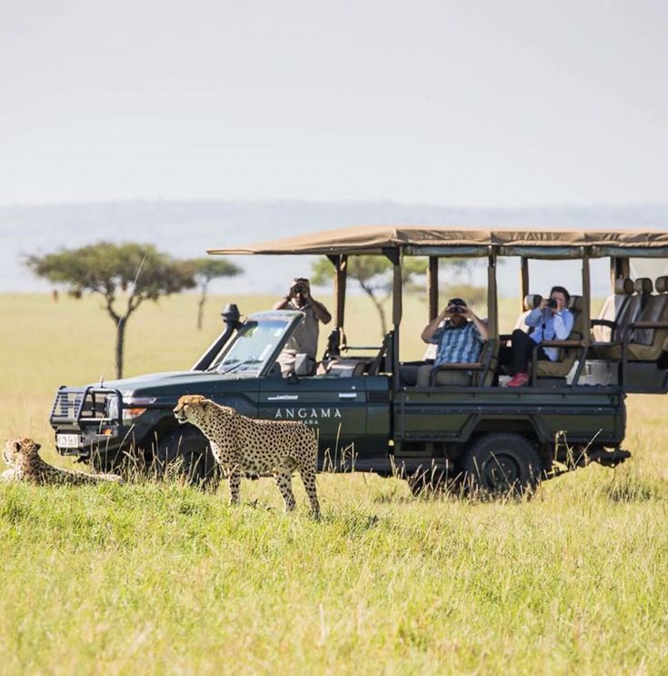 Safari