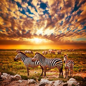 Serengeti National Park In Tanzania Africa