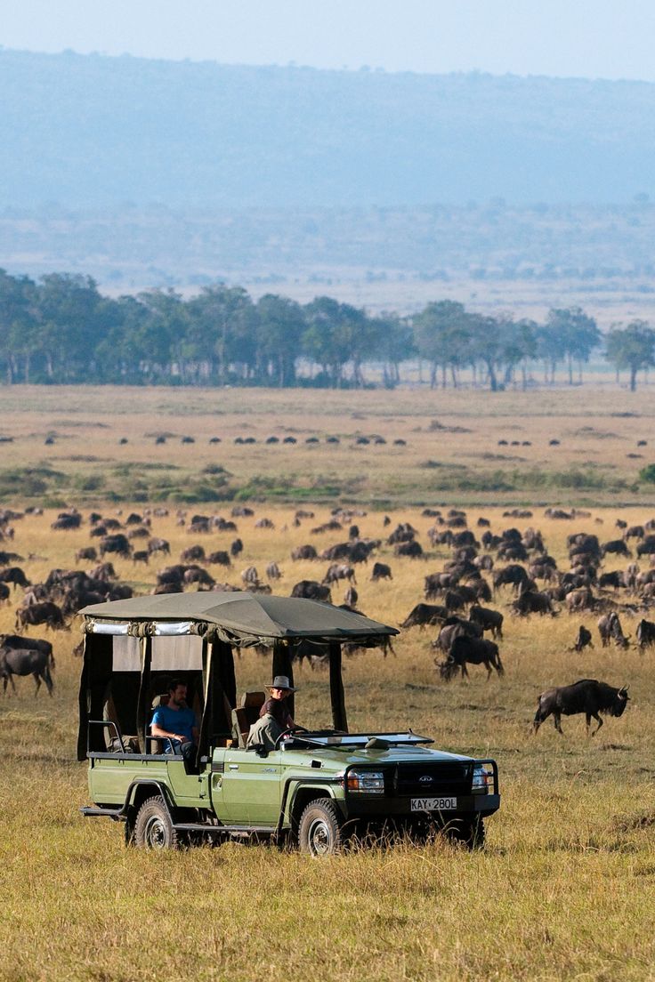 The Great Migration Maasai Mara