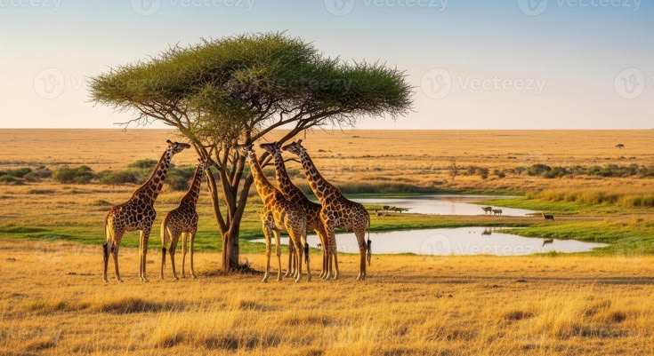 Giraffe at Sunset