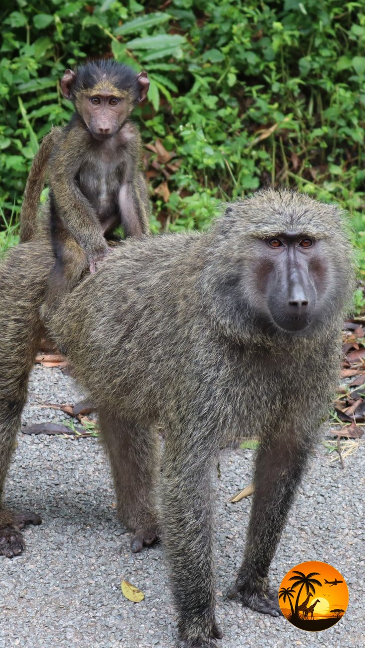 6 Days Uganda Gorilla & Wildlife Safari
