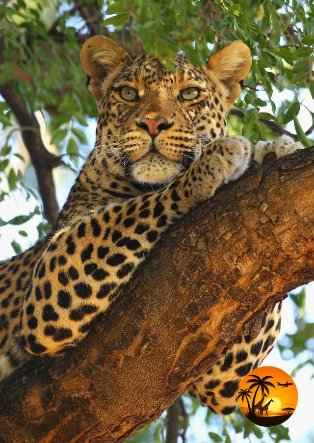 11 Days Kenya Big Five & Uganda Primate Safari
