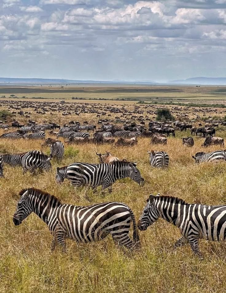 The Mara Plains Are Coming Alive 