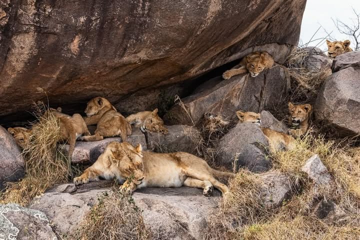The Pride Is Resting — But There’s More to the Story 