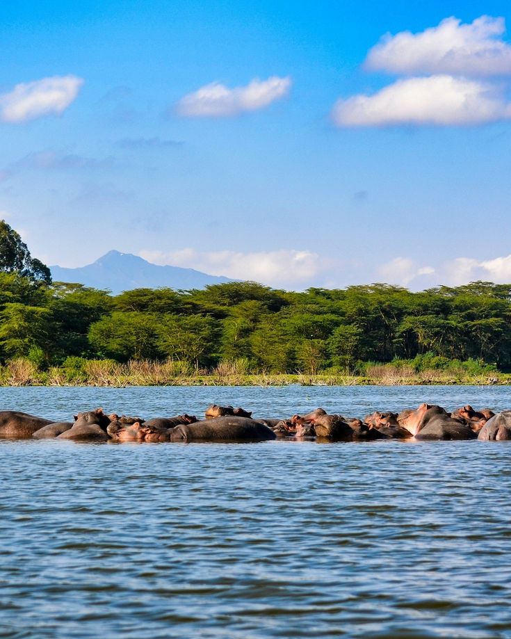 Giants Beneath the Surface: Meet Lake Nakuru’s Hippos 